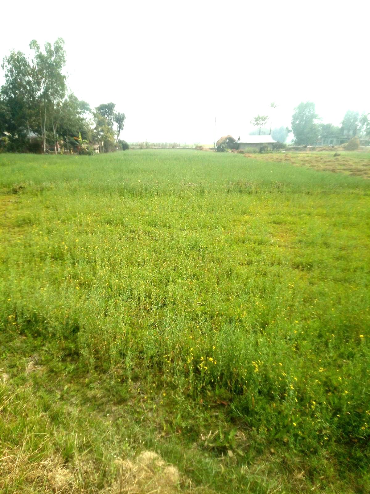Picture of Inaruwa Municipality, Koshi